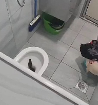 马桶窜出8尺蟒蛇吓傻屋主